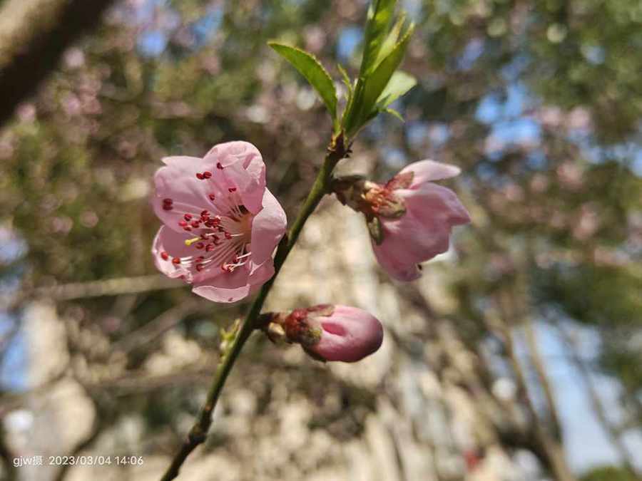 桃花 摄影 广君翁