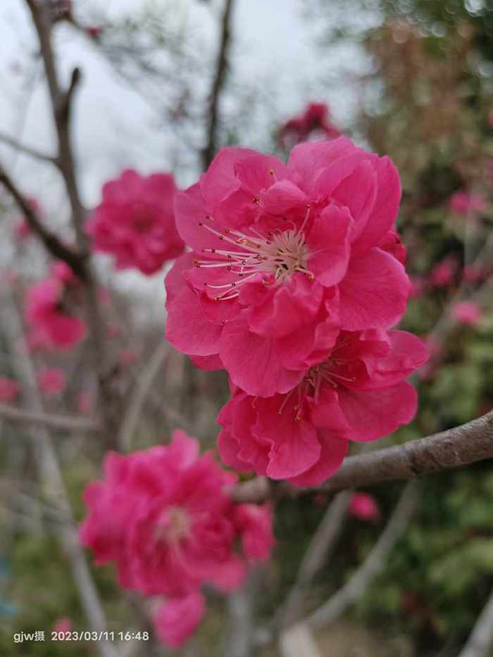 桃花 摄影 广君翁