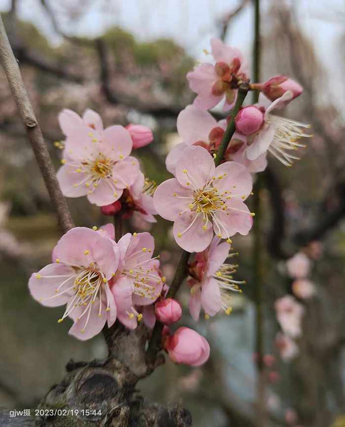 桃花 摄影 广君翁