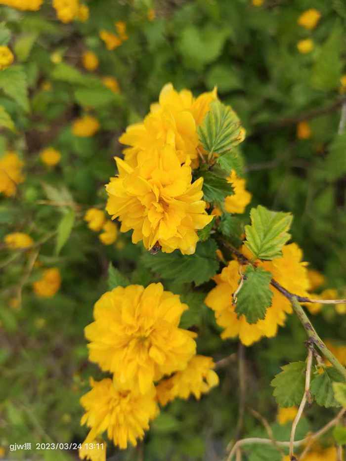 小黄花 摄影 广君翁