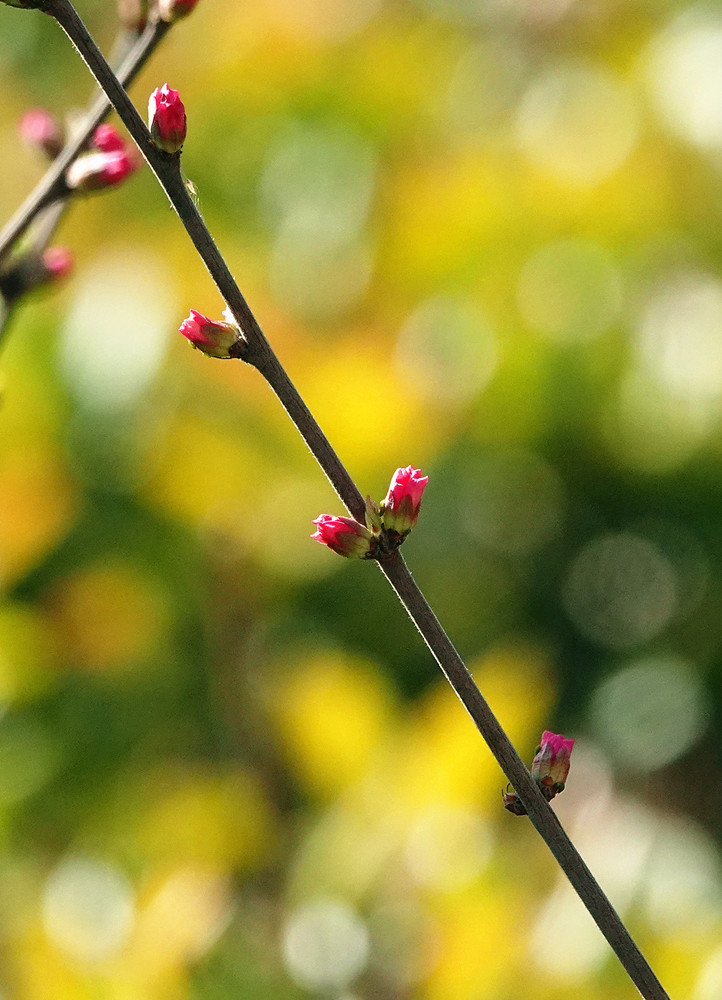 春暖花开——含苞欲放 摄影 丘山皓月