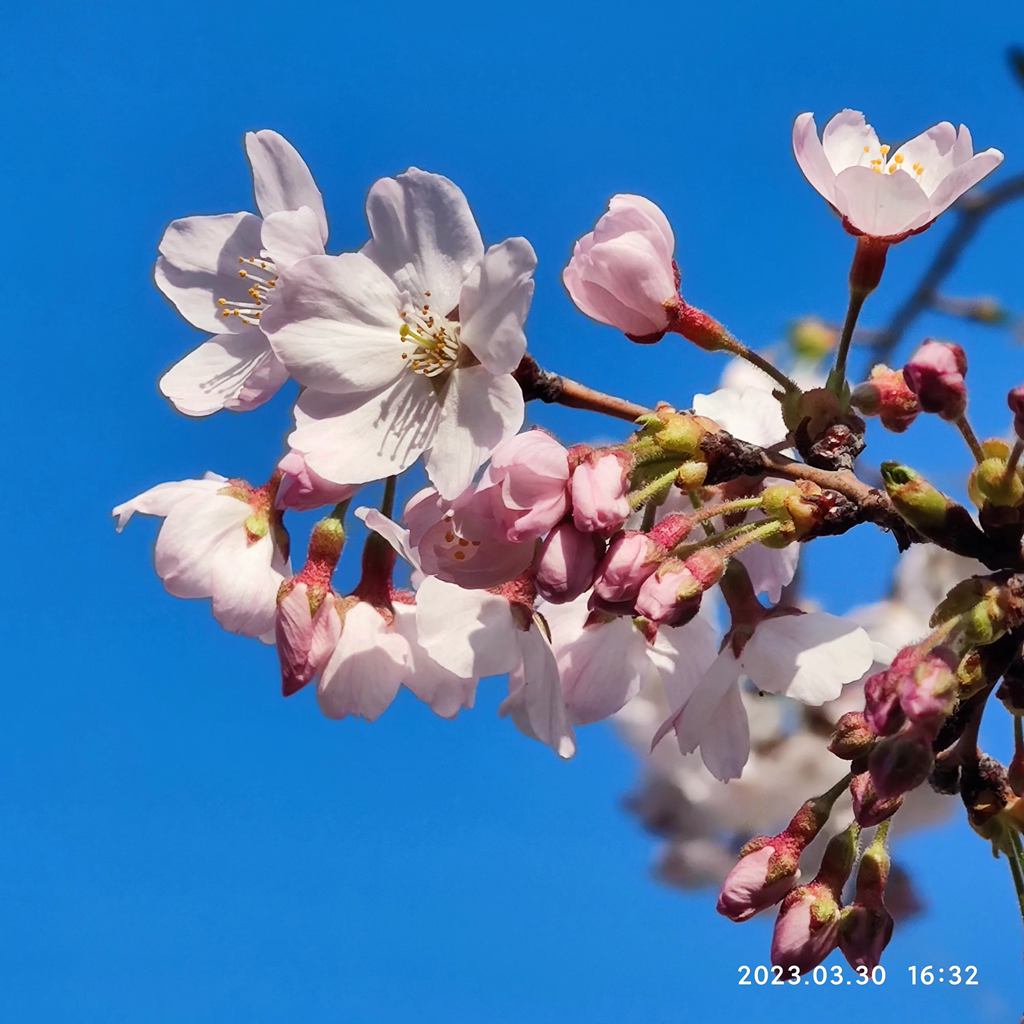 樱花、樱花 摄影 海鸥119