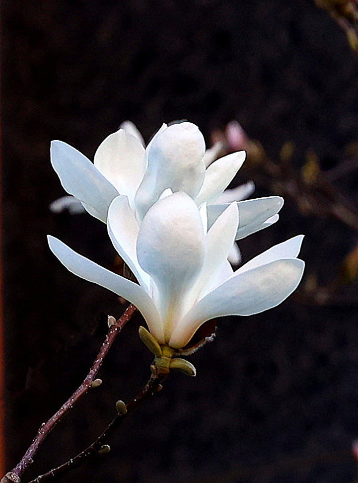 春光明媚——玉兰花开 摄影 丘山皓月