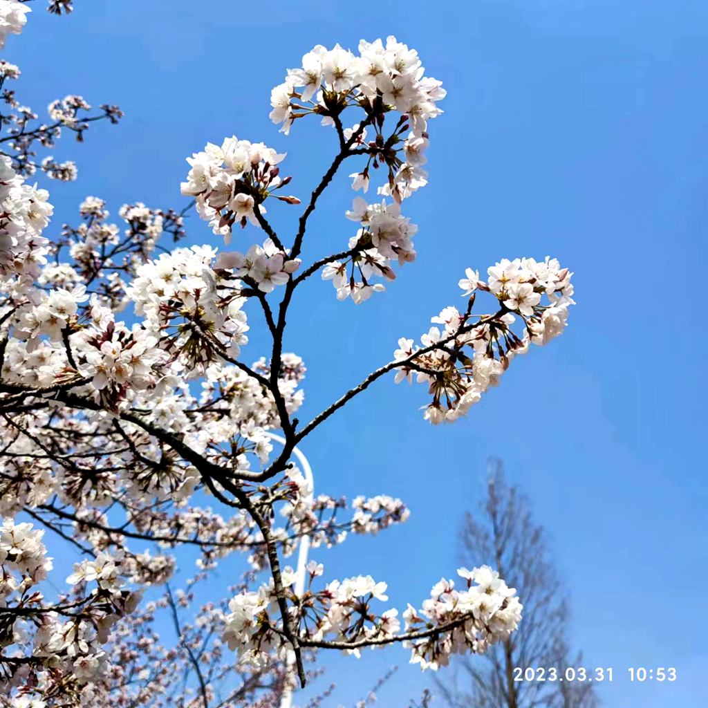 樱花开了 摄影 海鸥119