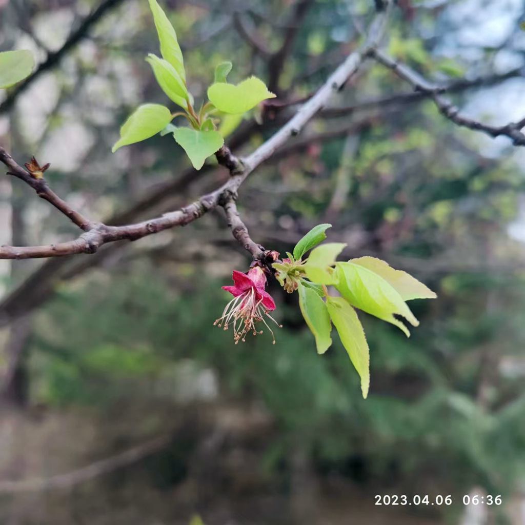 花开花落又一春 摄影 海鸥119