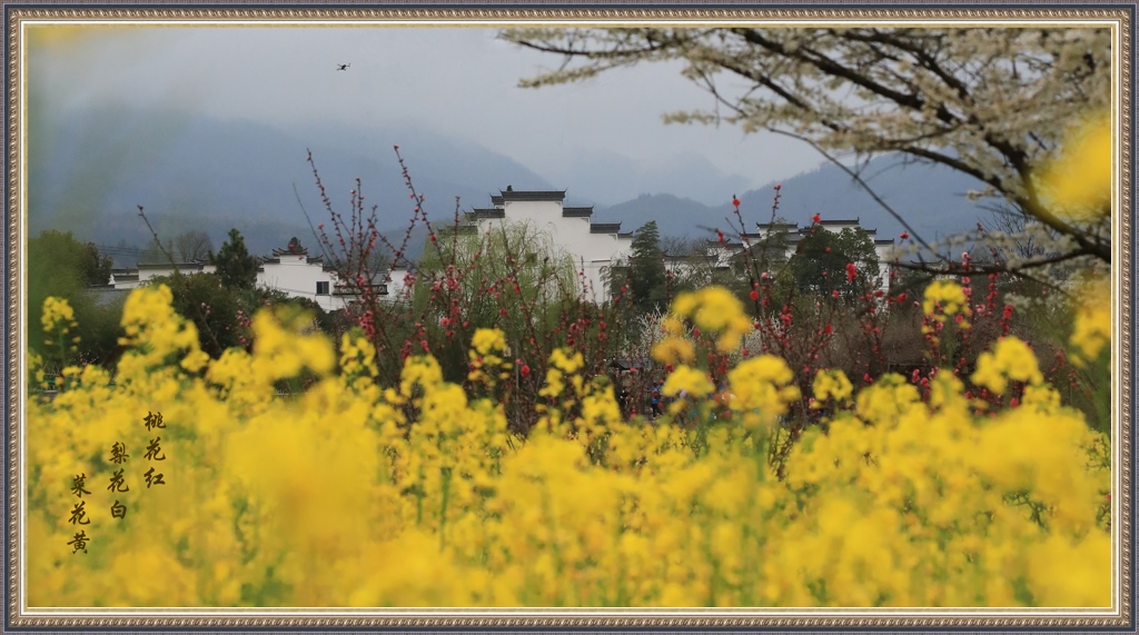 桃花红梨花白菜花黄 摄影 gufanyuanyin