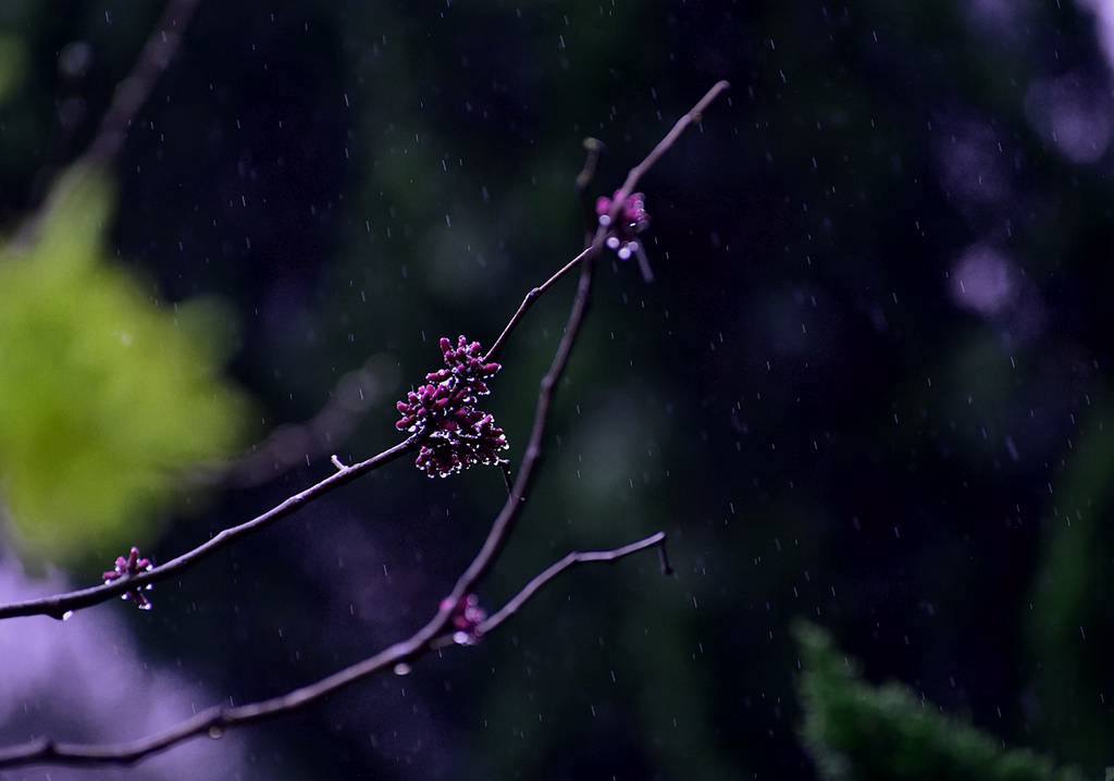 青岛春雨中的随拍 摄影 qdzp