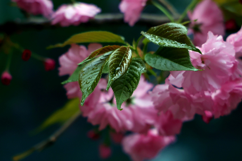 春雨绵绵——碧叶晶莹 摄影 丘山皓月