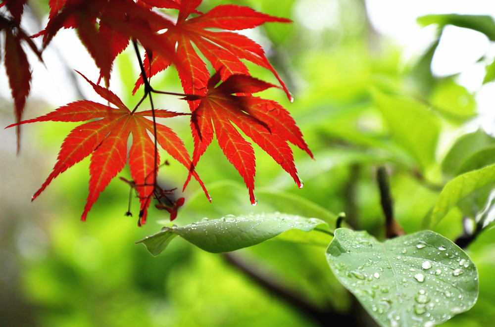 春雨绵绵——红叶 摄影 丘山皓月