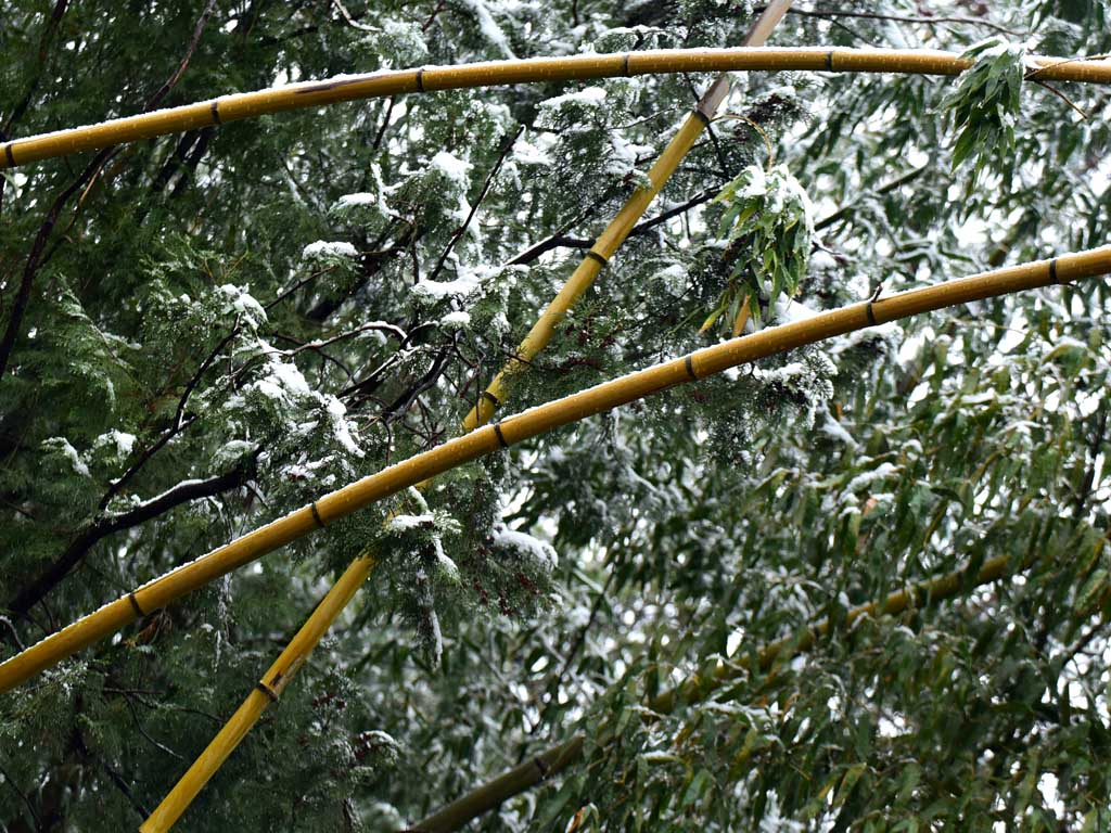 春雪 摄影 陕南闲人