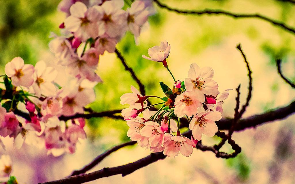 青岛盛开的樱花 摄影 qdzp