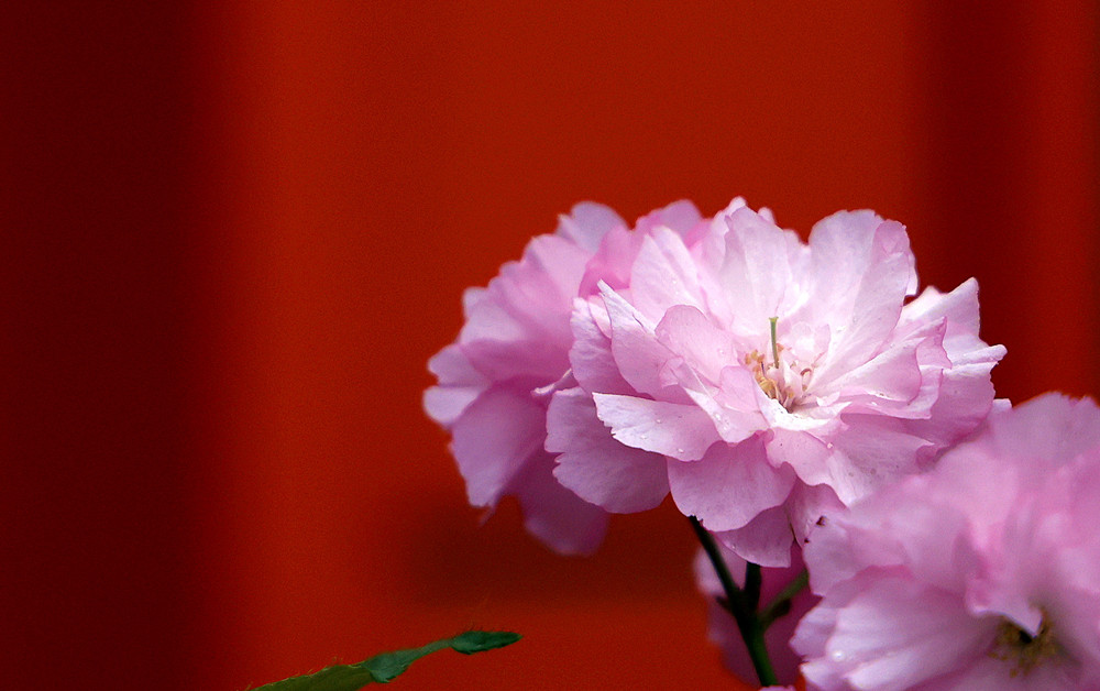 春光明媚——樱花 摄影 丘山皓月