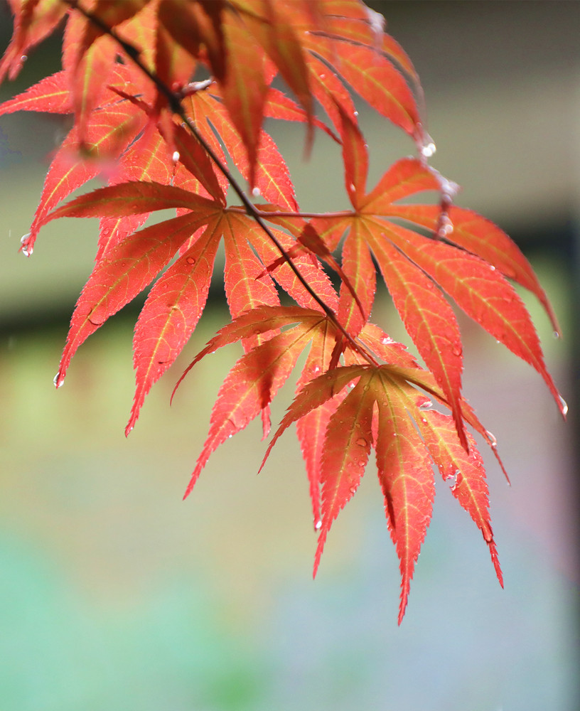 春雨绵绵——红叶 摄影 丘山皓月