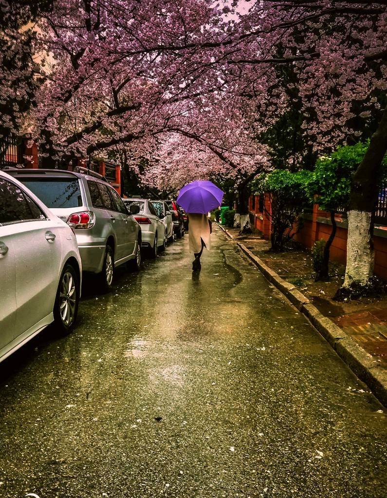 青岛春雨中的随拍 摄影 qdzp