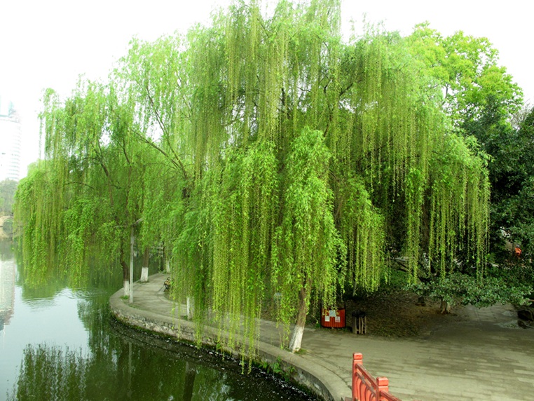 绿了湖岸又一春 摄影 天地山水