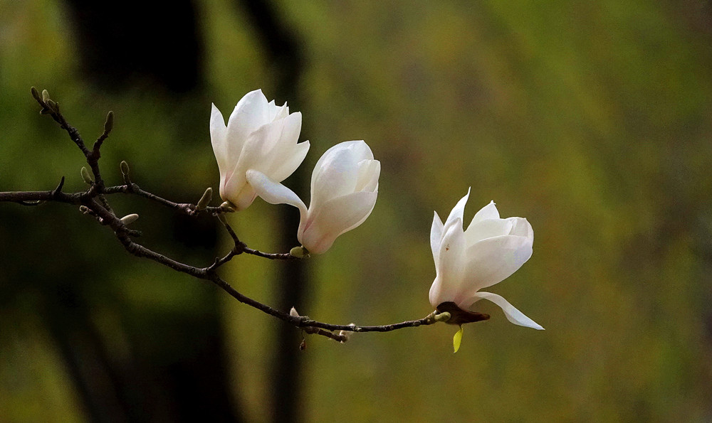 春暖花开——玉兰 摄影 丘山皓月