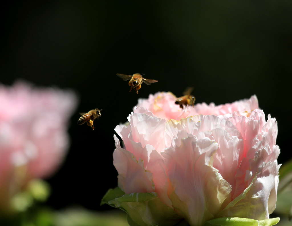 花季的高光时刻13 摄影 三人