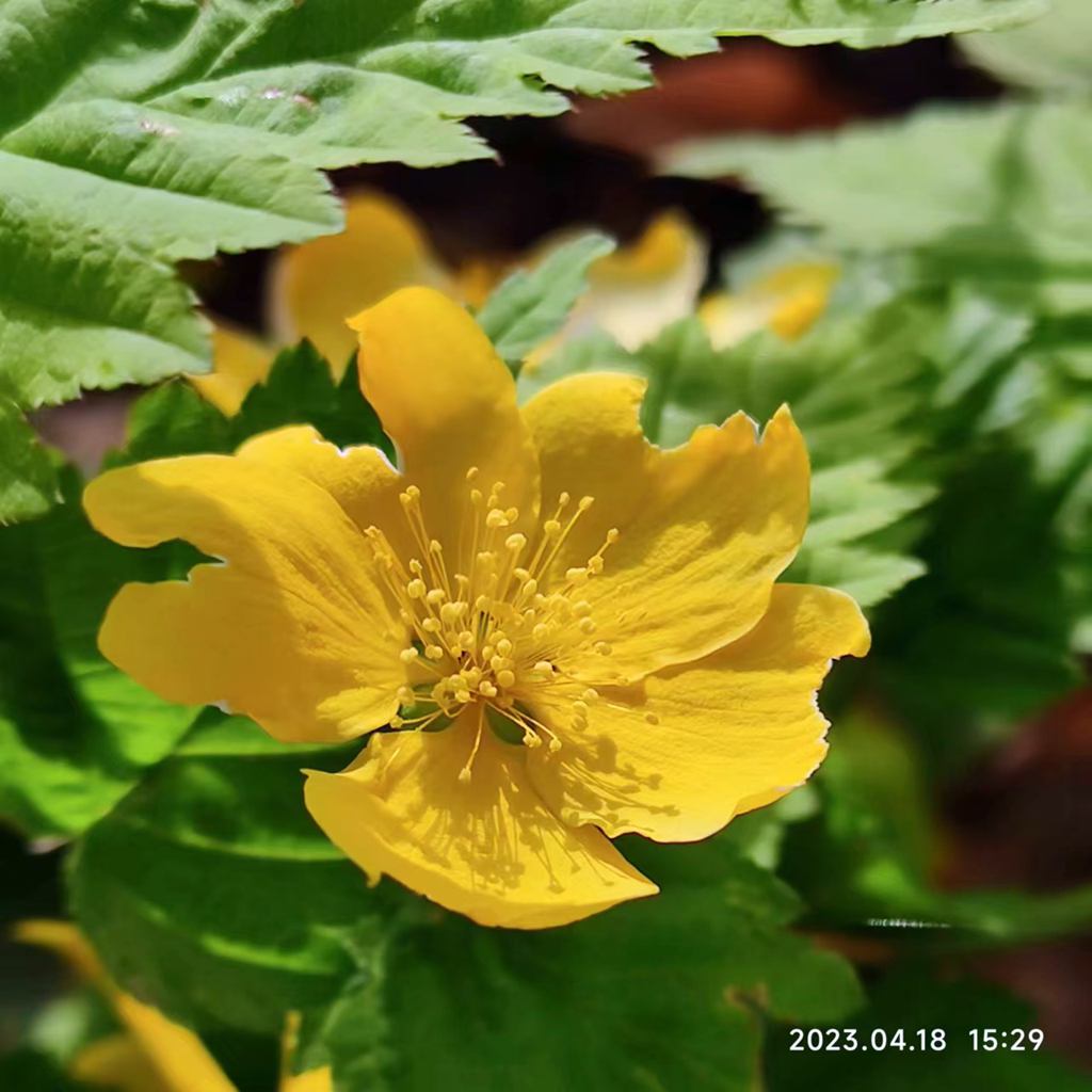 醒目的小黄花 摄影 海鸥119