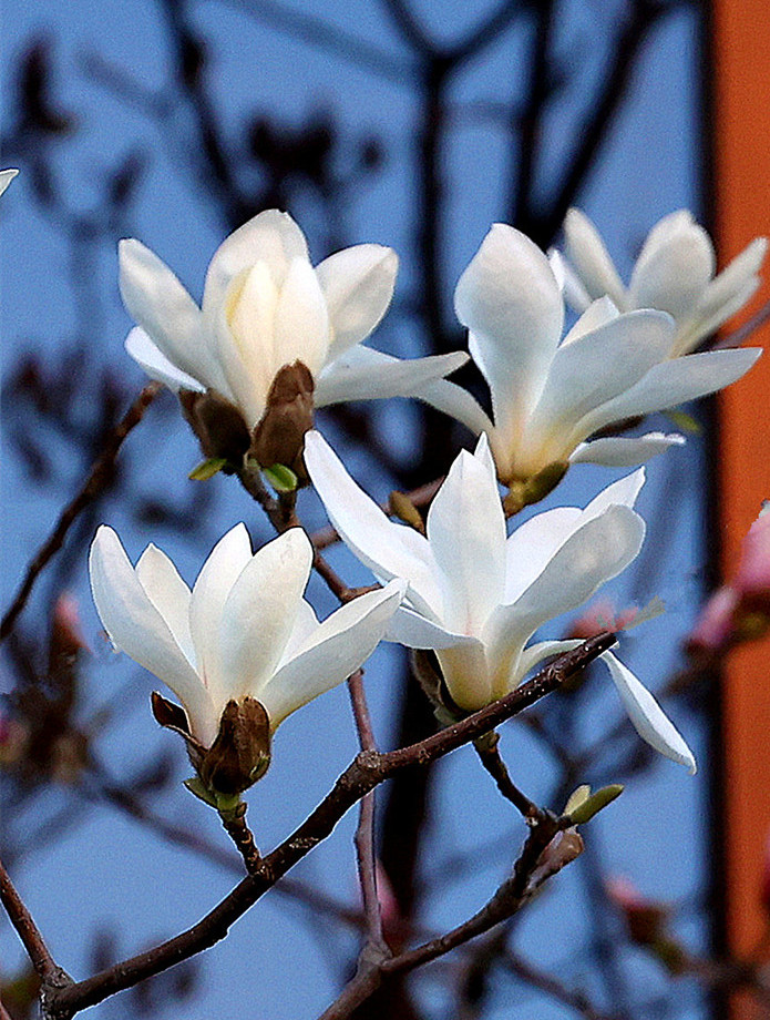 春暖花开——玉兰 摄影 丘山皓月