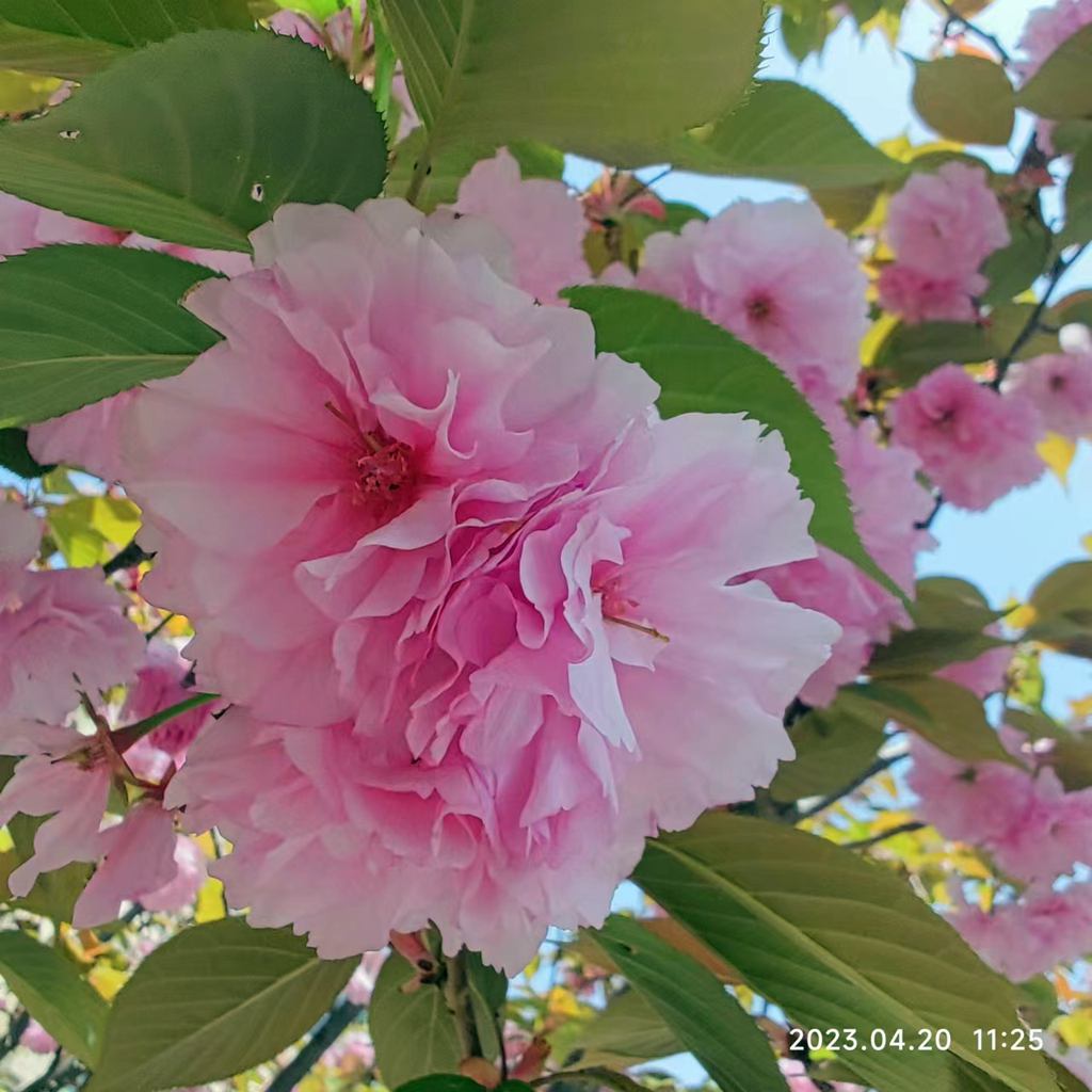 樱花  樱花 摄影 海鸥119