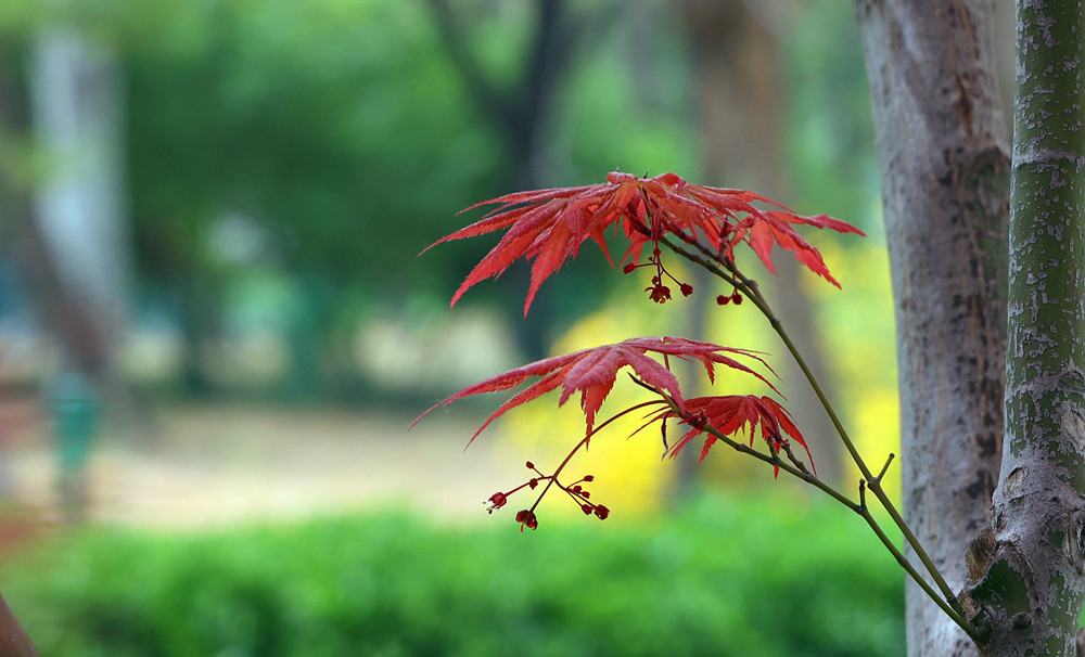 春光明媚——红叶 摄影 丘山皓月