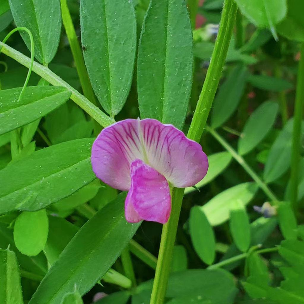 小花 摄影 海鸥119