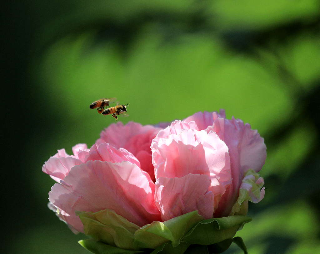 花季的高光时刻19 摄影 三人