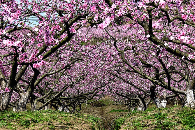 满园春色桃花开 摄影 天地山水