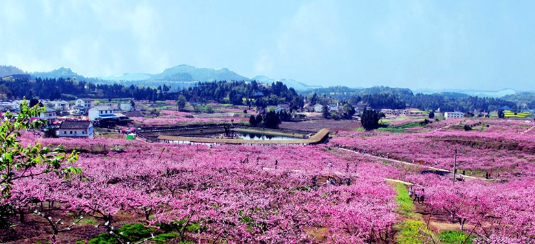 万亩桃园红满天 摄影 天地山水