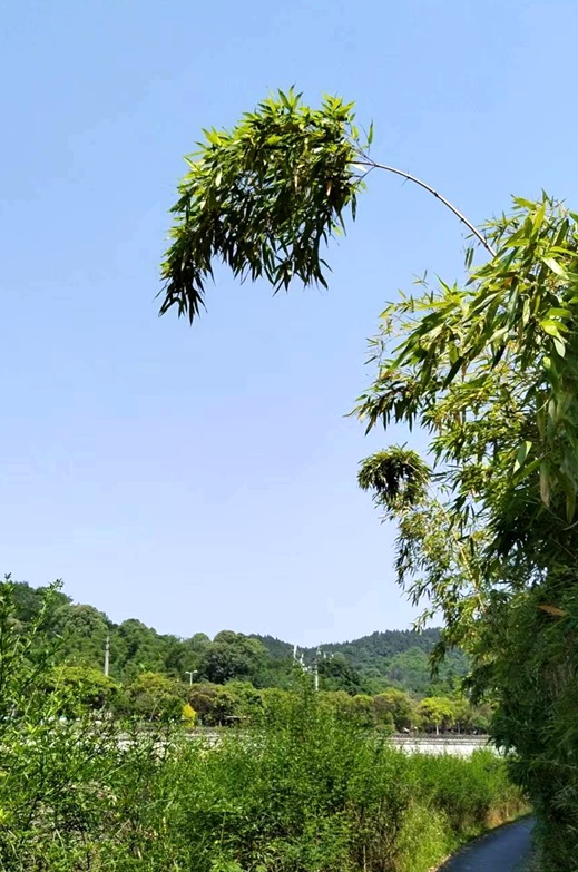 细竹枝头一团绿 摄影 天地山水