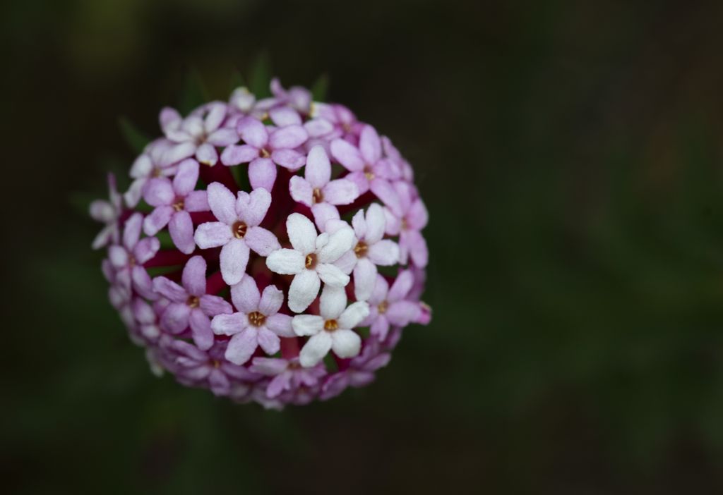 狼毒花 摄影 ggk