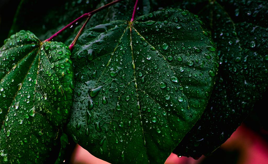 青岛的雨中随拍 摄影 qdzp