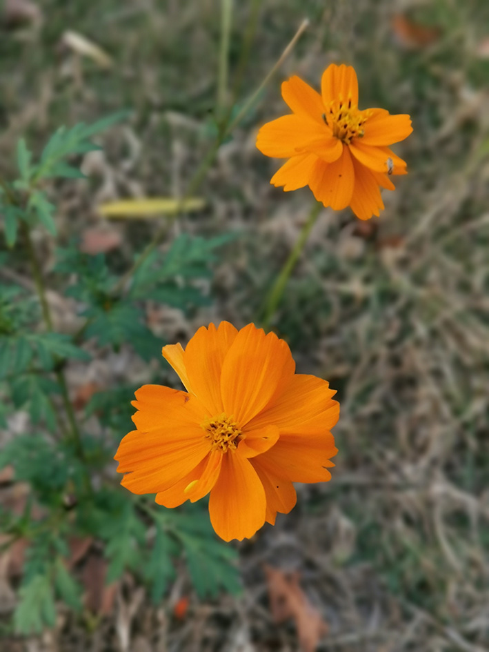 赏花 摄影 海湾渔人