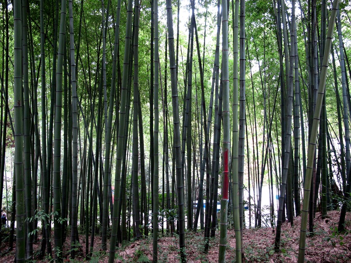 竹林 摄影 天地山水