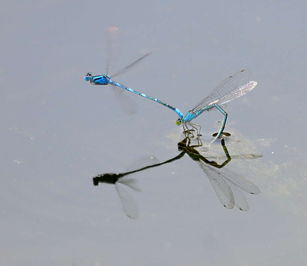 水上芭蕾 摄影 三人