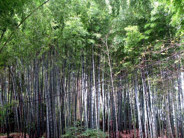 竹林2 摄影 天地山水