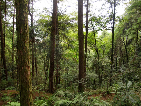 原生态森林 摄影 天地山水