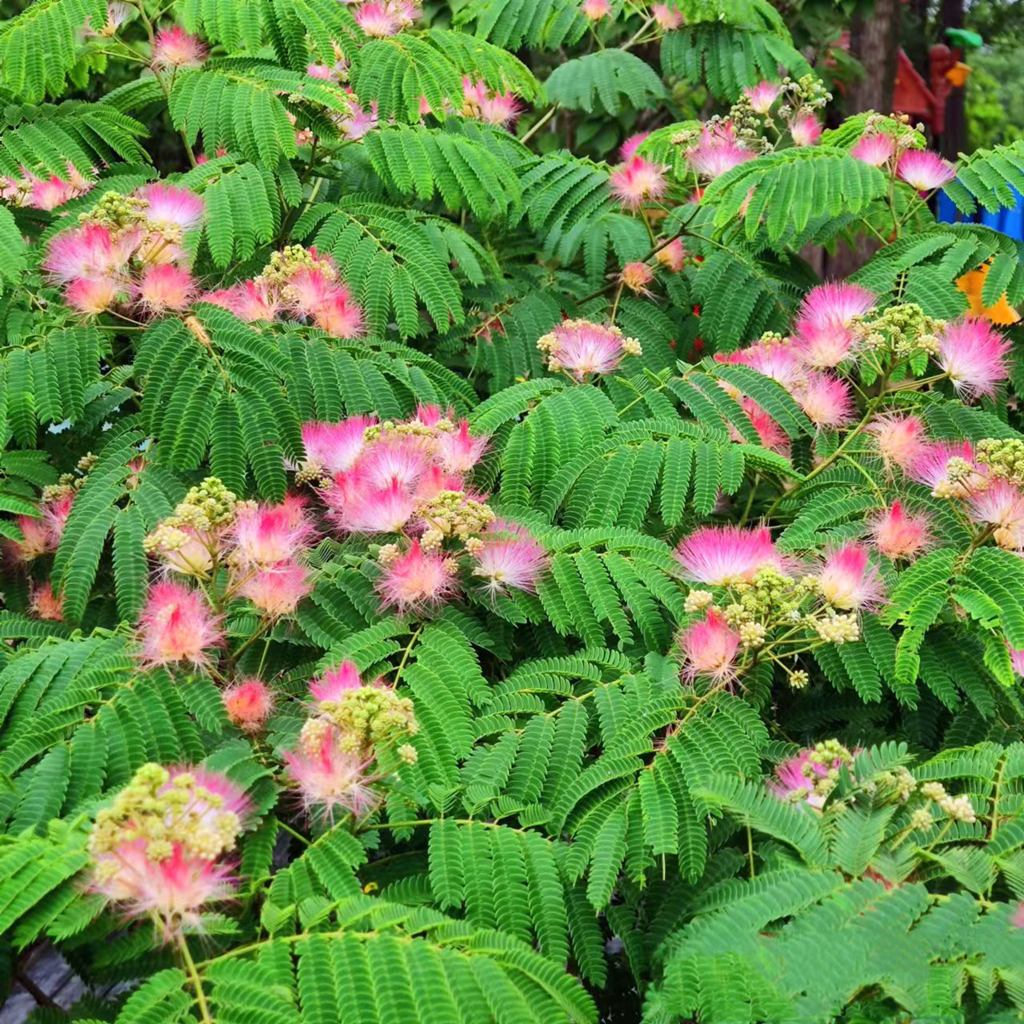 含羞乍醒木芙蓉 摄影 海鸥119