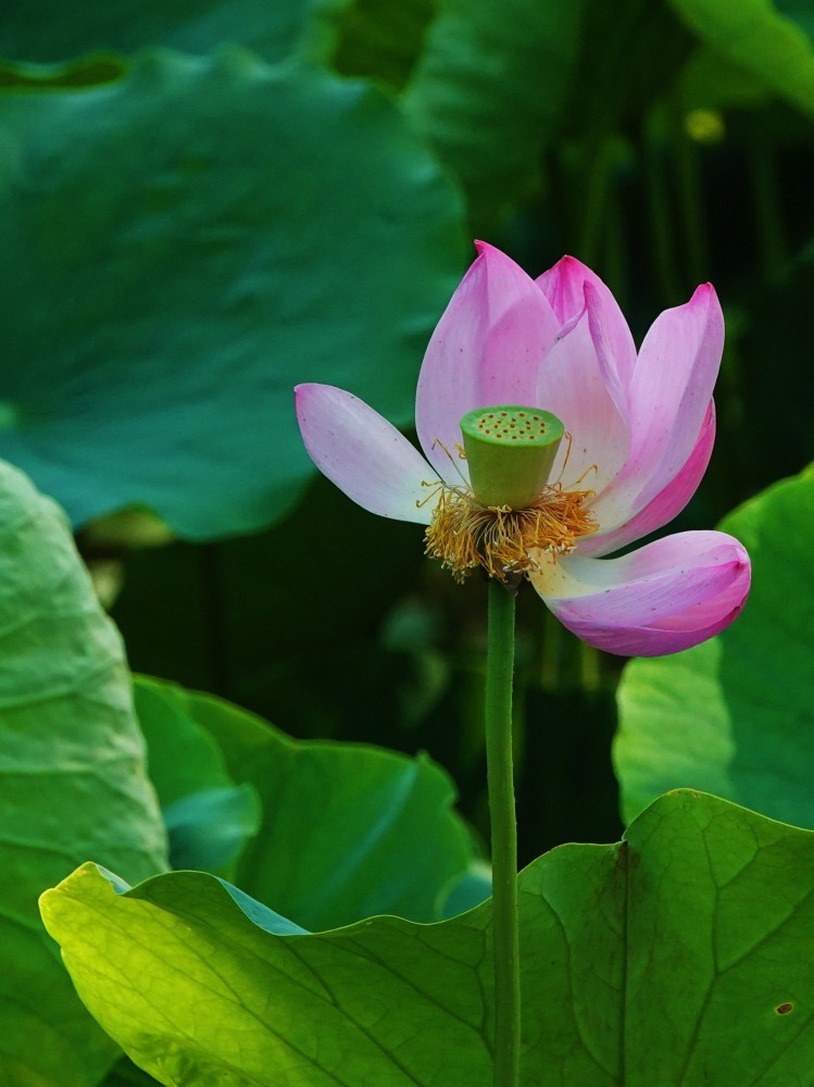 龙潭湖畔——花开花落 摄影 丘山皓月