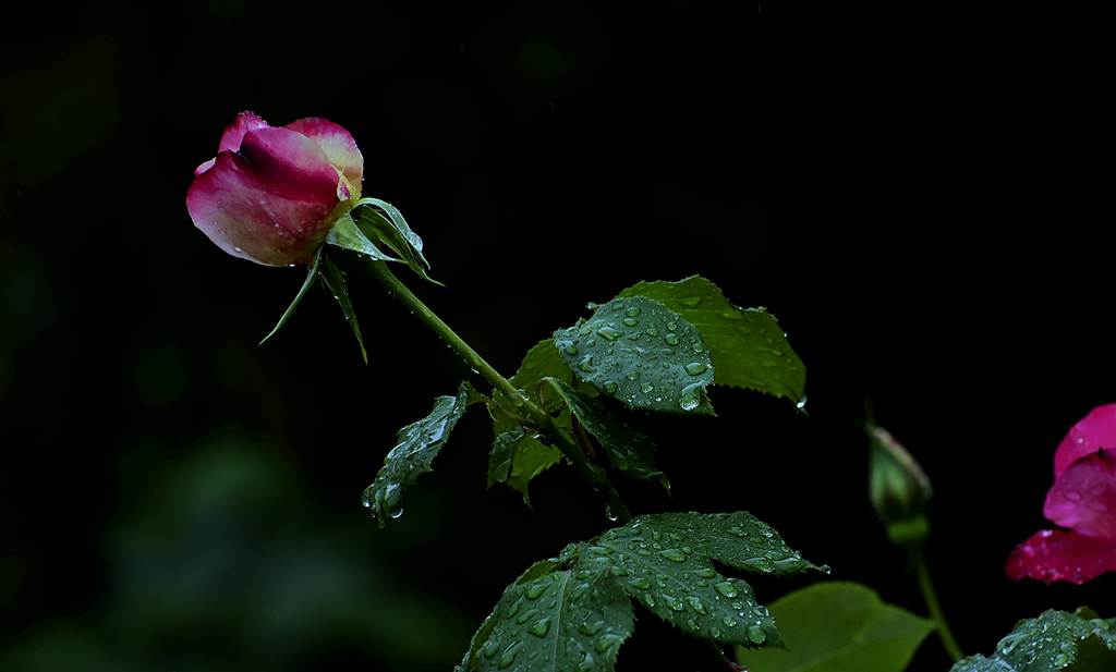 青岛雨中的月季 摄影 qdzp