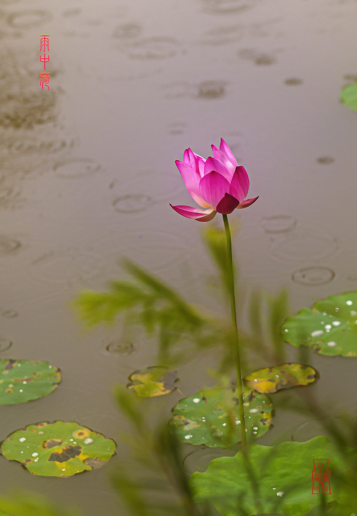 雨中荷705 摄影 chuxiao