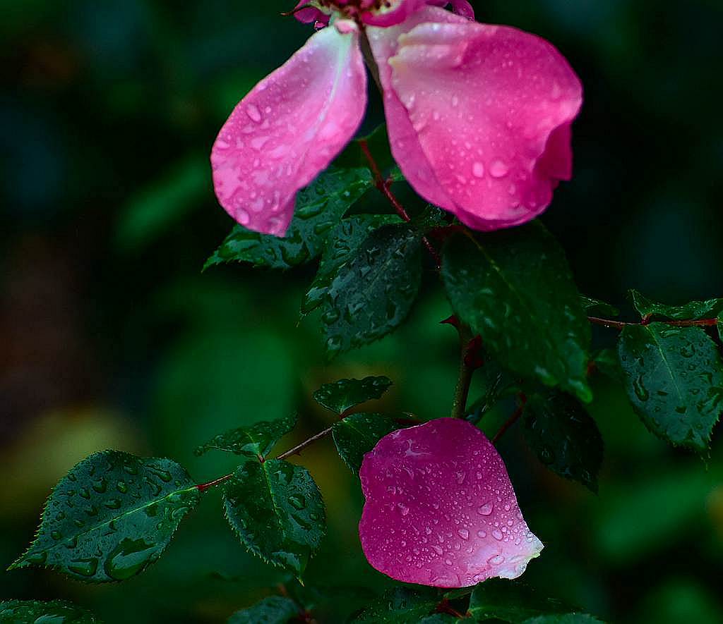 青岛雨中的落花 摄影 qdzp