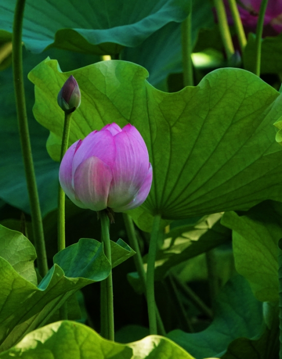 陶然夏日——荷塘秀色 摄影 丘山皓月