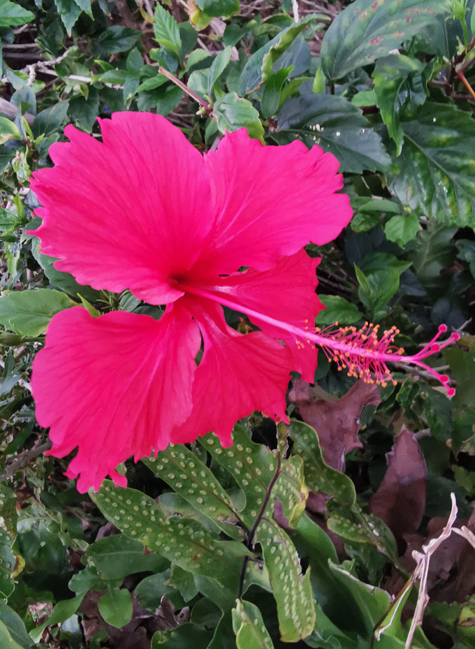 纵情夏威夷 摄影 飘逸越洋