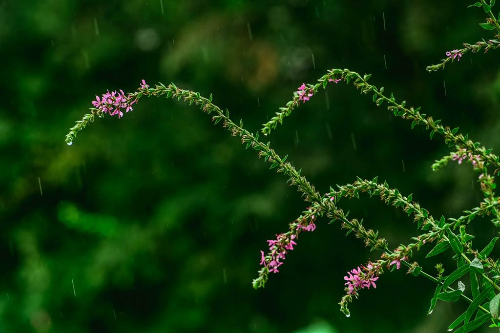 青岛雨中的小花 摄影 qdzp