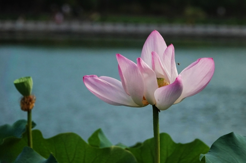 陶然夏日——荷塘秀色 摄影 丘山皓月