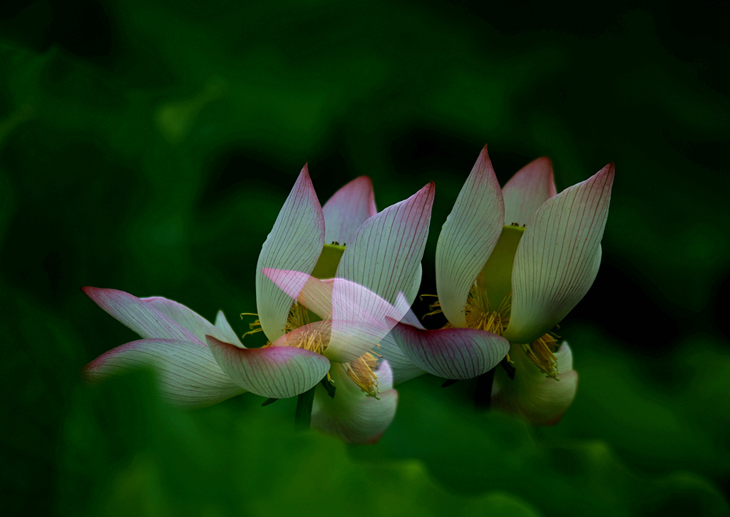 荷花 摄影 春江翁