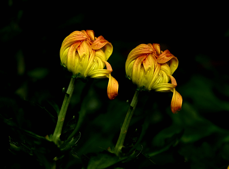 双重曝光(菊花) 摄影 春江翁