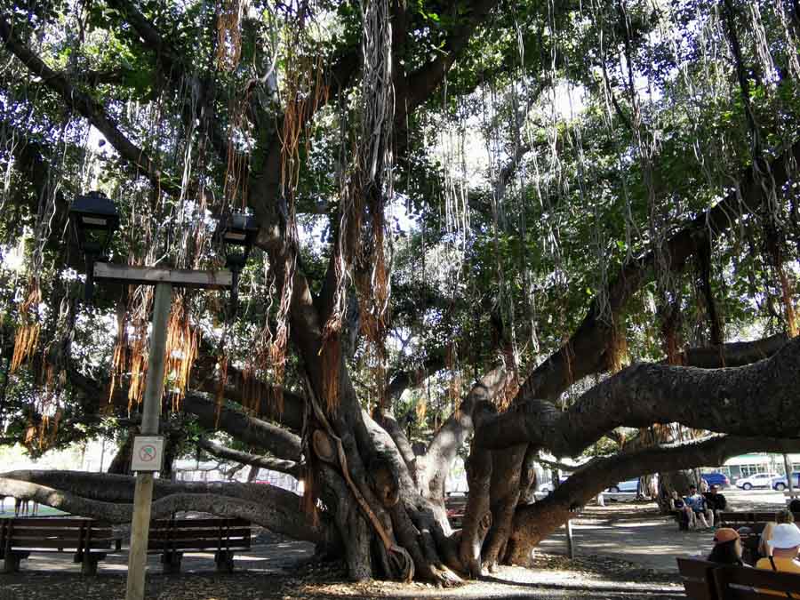 纵情夏威夷 摄影 飘逸越洋