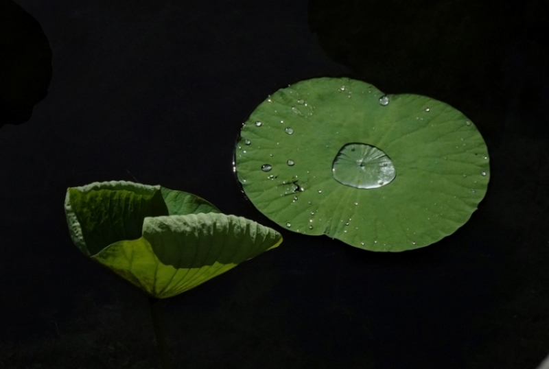 陶然夏日——荷塘秀色 摄影 丘山皓月